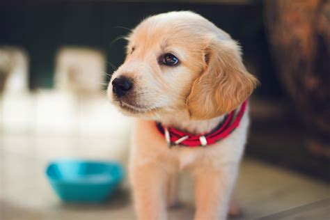 cane cucciolo in regalo